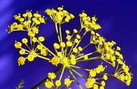 Aromathérapie Aneth herbe