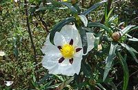 Aromathérapie Ciste