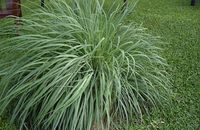Aromathérapie Lemon grass