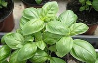 Aromathérapie Basilic tropical