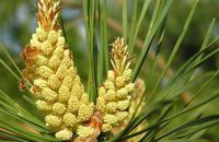 Aromathérapie Pin sylvestre