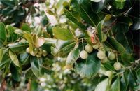 Aromathérapie Saro