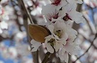 Aromathérapie Amande douce