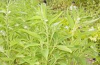 Aromathérapie Sésame