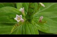 Homéopathie Spigelia anthelmia