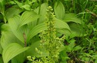 Homéopathie Veratrum viride