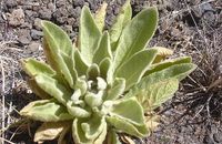Homéopathie Verbascum thapsus