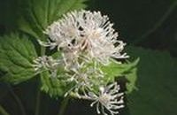 Homéopathie Actaea spicata