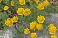 Homéopathie Chamomilla vulgaris