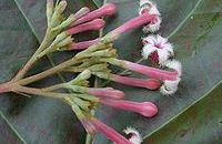 Homéopathie China rubra